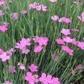 Dianthus deltoides 'Roseus' fleur